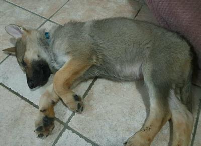 Cuccioli di lupo cecoslovacco x pastore tedesco