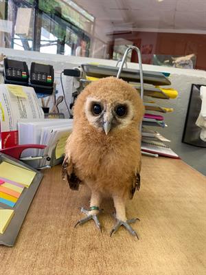 Allocco Marezzato Baby (Strix virgata)