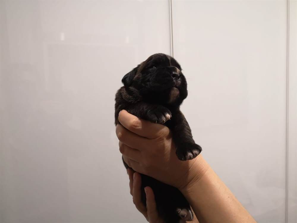 Foto 3Boxer cuccioli con pedigree