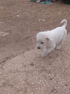 Cuccioli maremmano