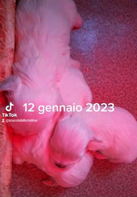 Cuccioli Maltesi - Foto 3