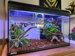 Acquario - terrario