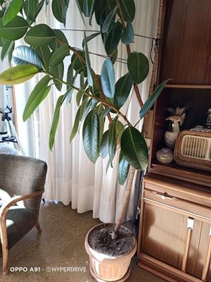 PIANTA DI FICUS - Anteprima 1