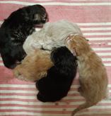 Gattini persiani ipertipici