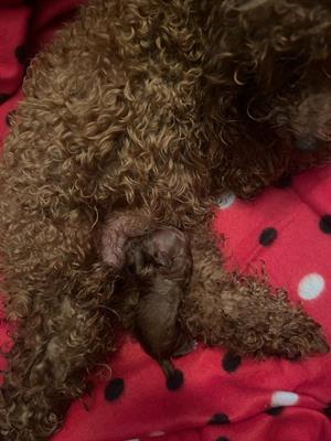 Barboncini toy red e neri