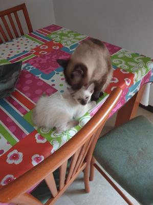 Splendidi cuccioli di Razza thai(siamese tradizionale) - Foto 2