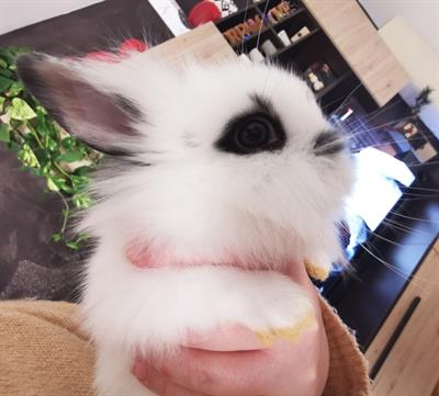 Conigli nani in vendita