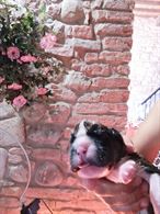 Foto 6 Cuccioli di Boxer Maschi Fulvi, pronta consegna