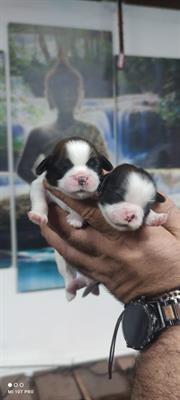 Shih-Tzu Cuccioli Shih Tzu
