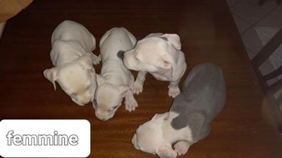 AmStaff blue nose