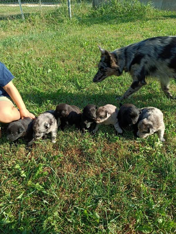 Foto 4Cuccioli di Pastore del Lagorai con pedigree