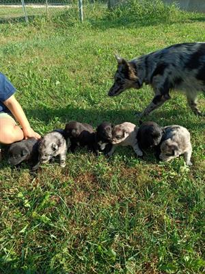 Cuccioli di Pastore del Lagorai con pedigree - Anteprima 4