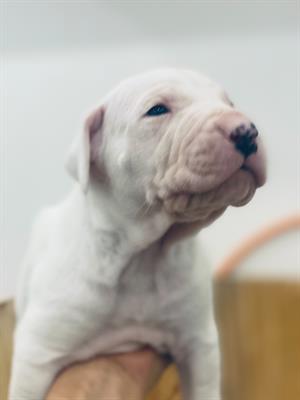 Cuccioli di Dogo Argentino