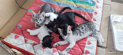 Gattini bellissimi Razza Europeo - Foto 6