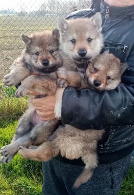 Cuccioli di Lupo Cecoslovacco
