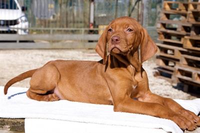 CUCCIOLATA BRACCO UNGHERESE VIZSLA