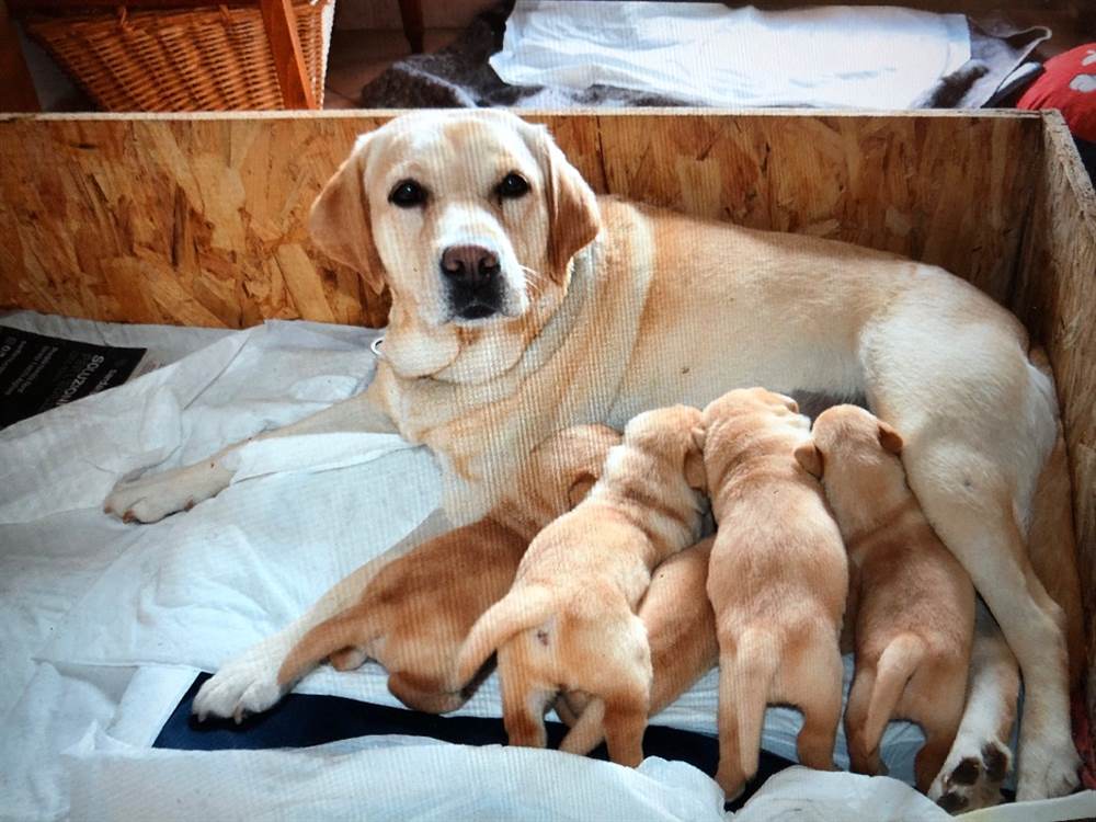 Cuccioli Razza Labrador retriever