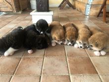 Cucciolata Akita Inu