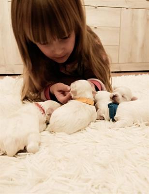 Cuccioli Maltese pedigree ENCI