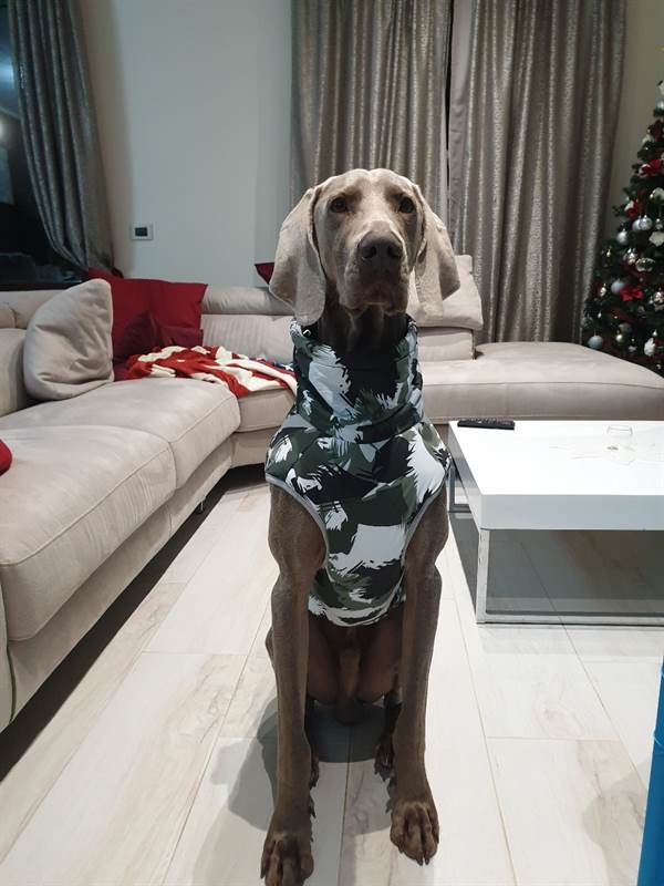 Cercasi weimaraner femmina per accoppiamento