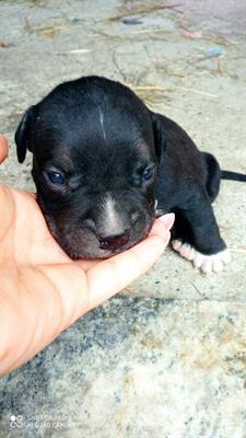 Cuccioli American Razza Pitbull Terrier - Foto 4