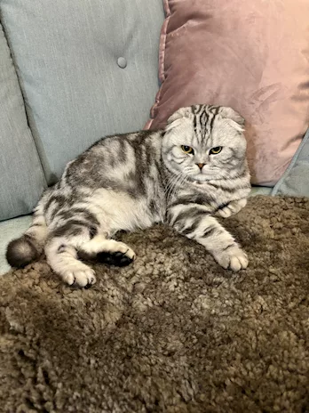 Scottish fold per accoppiamento