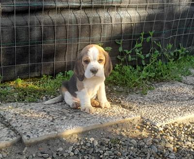 BEAGLE CUCCIOLI