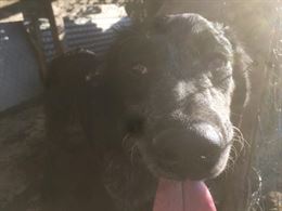 Regalo cuccioli di cane