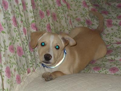REGALO CUCCIOLO