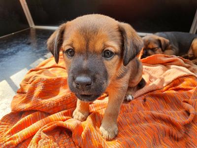 Patterdale terrier