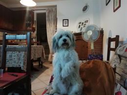 Maltipoo - Maltese / Barbaoncino