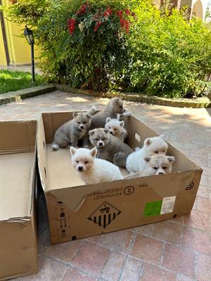 Cuccioli di Akita Inu Giapponese, colore bianco, genitori visibili - Foto 6