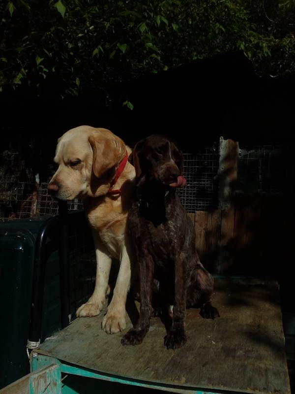 Vendo bracco roano maschio