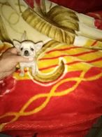 Chihuahua toy - foto reali