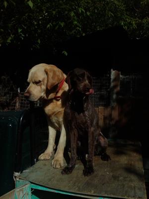  bracco roano maschio