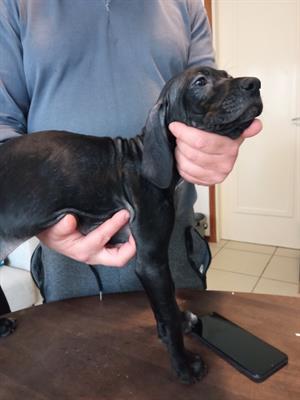 Cucciolini dolci Pointer incrocio Bracco