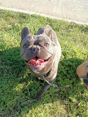 Bulldog francese Blue