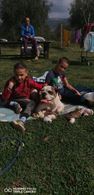 Foto 4 American bulldog