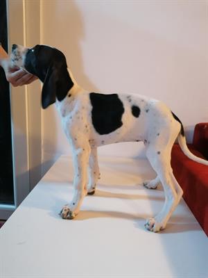 Pointer inglese