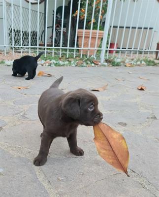 Cuccioli Razza Labrador Nero e Choco con pedigree, color marrone - Foto 4