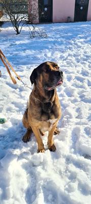 Golia: cane corso puro cerca casa