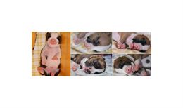 Cuccoli Amstaff