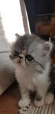 Persiani cuccioli