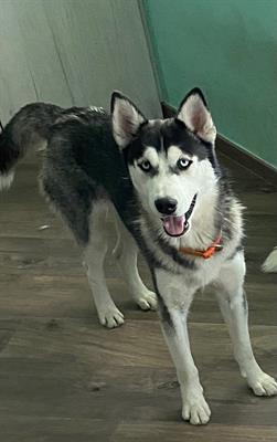Siberian Husky da accoppiamento - Foto 6