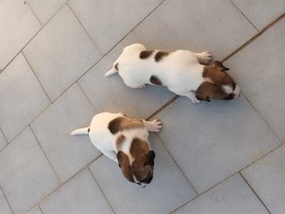 Jack russel