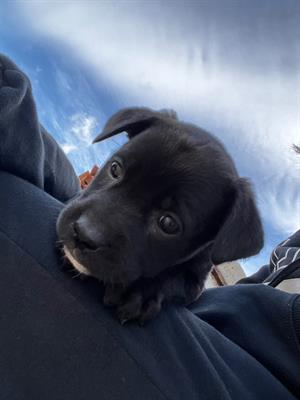 Regalo cuccioli senza casa