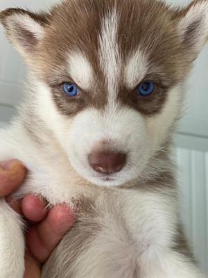 Disponibili Cuccioli Husky siberiano