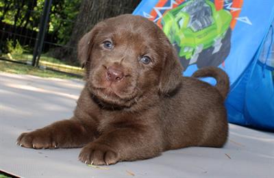 Cuccioli di labrador retriever cioccolato