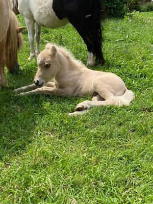 Pony falabella e miniature horses - Foto 6