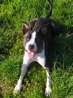 Amstaff 2 anni maschio